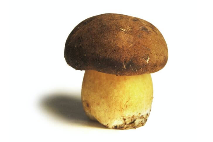  Boletus Edulis