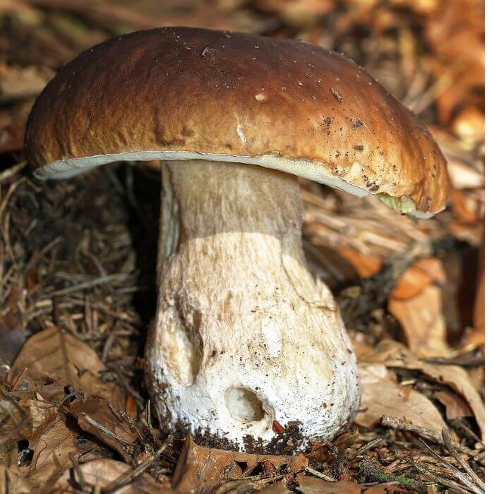 Boletus Rubiceps