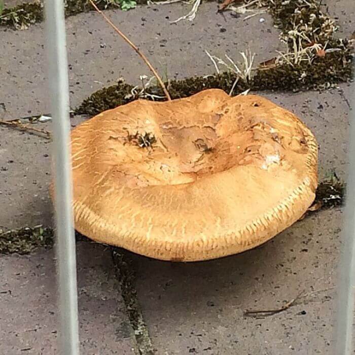 Brown Field Mushroom