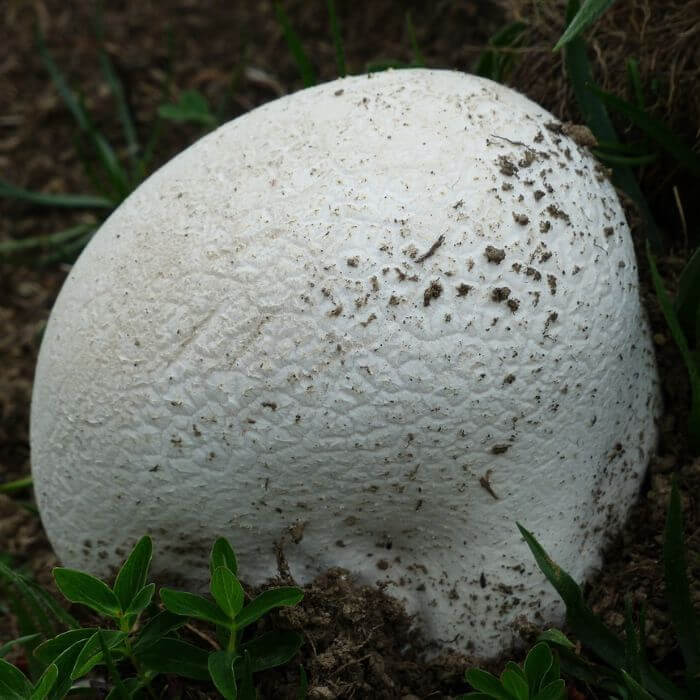 Calvatia gigantea