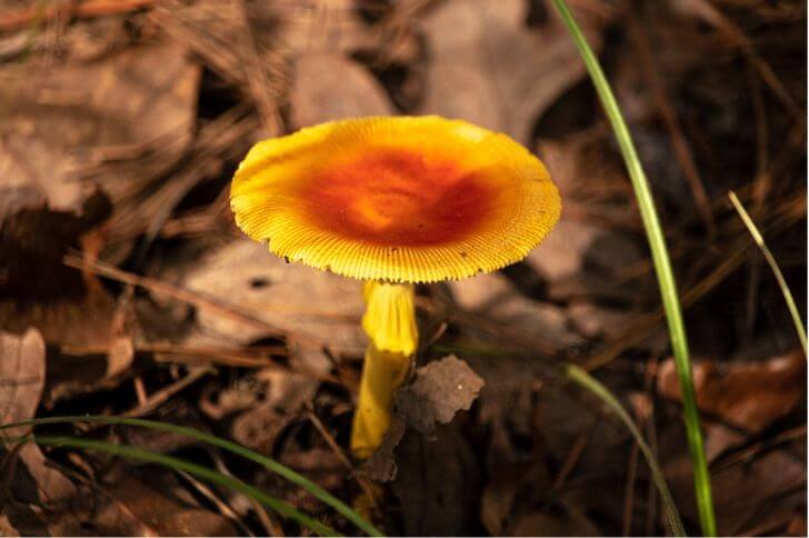 Cantharellus Minor