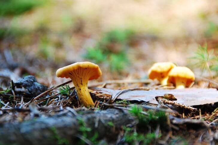 Chanterelles