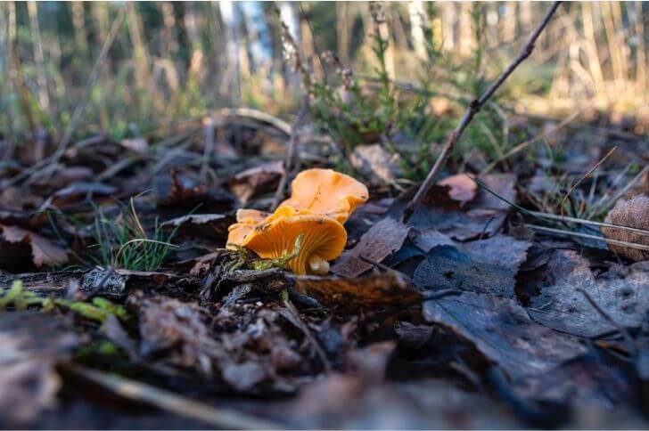 Chanterelle