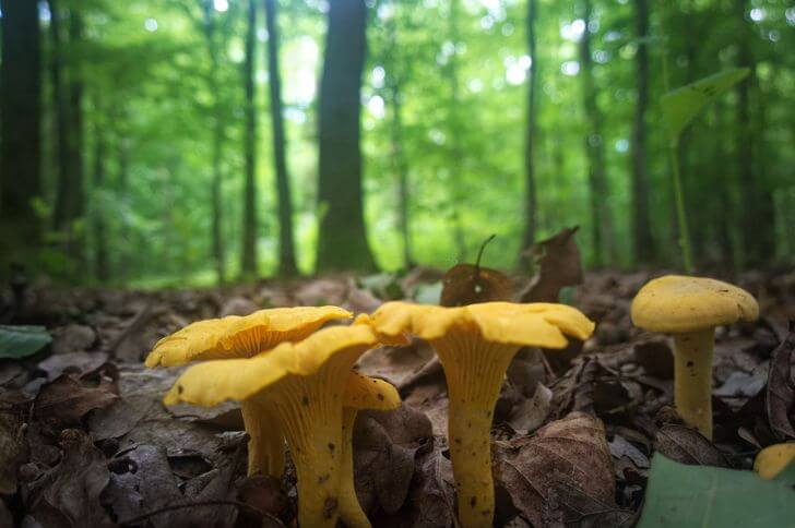 Chanterelle