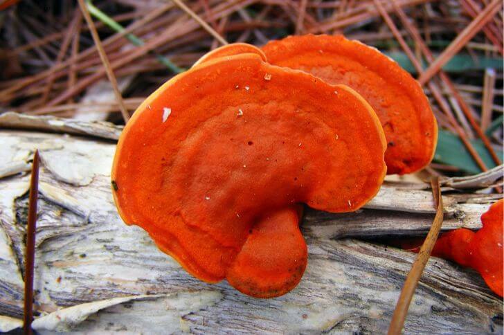 Cinnabar Polypore 