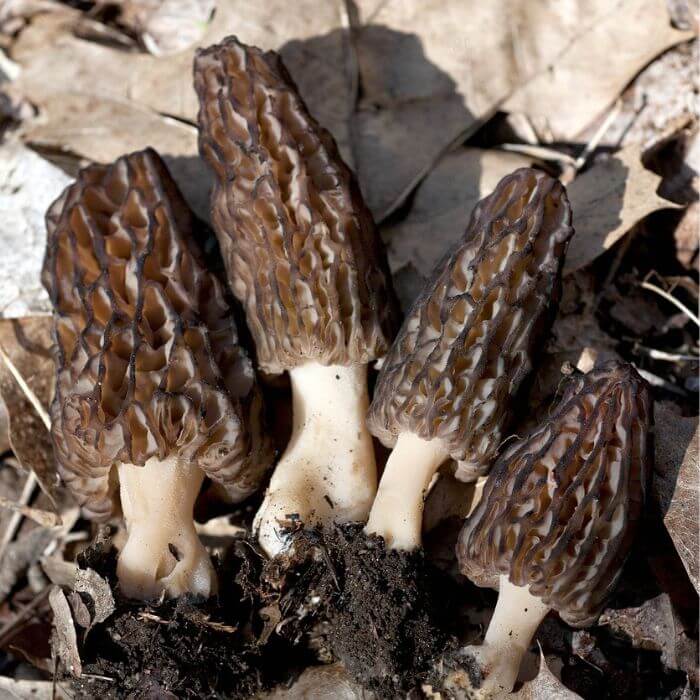  Common Eastern Black Morel