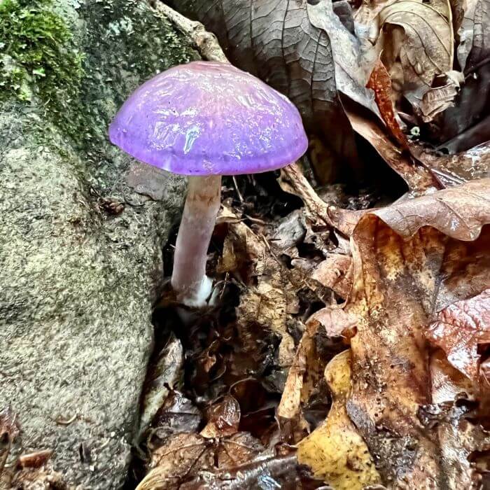 Cortinarius Iodes