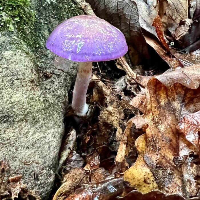 Cortinarius Iodes