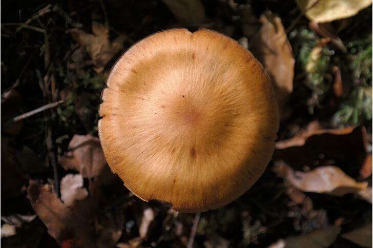 Cortinarius rubellus