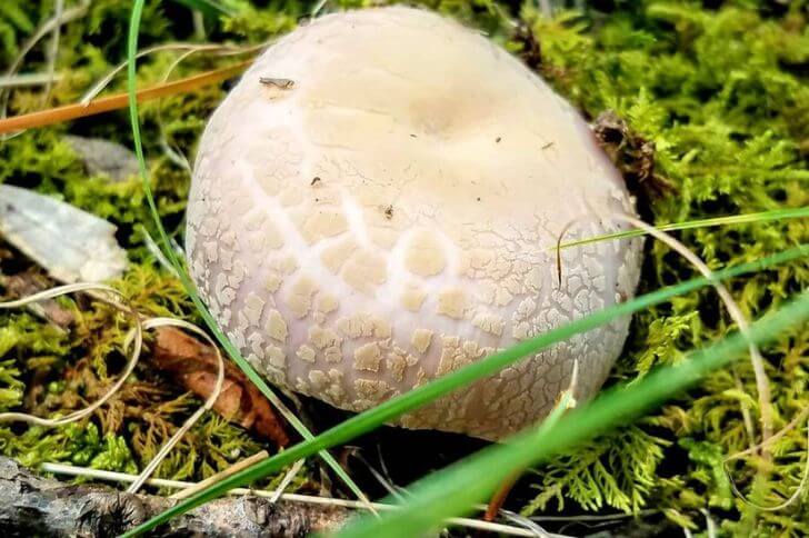 Crusty Russula