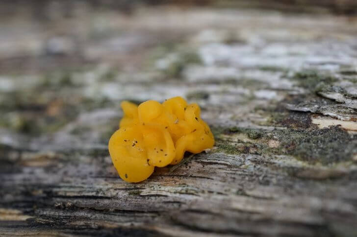 Dacrymyces chrysospermus
