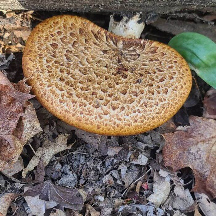 dryads saddle