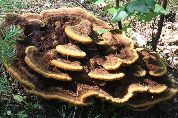 Dyer's polypore