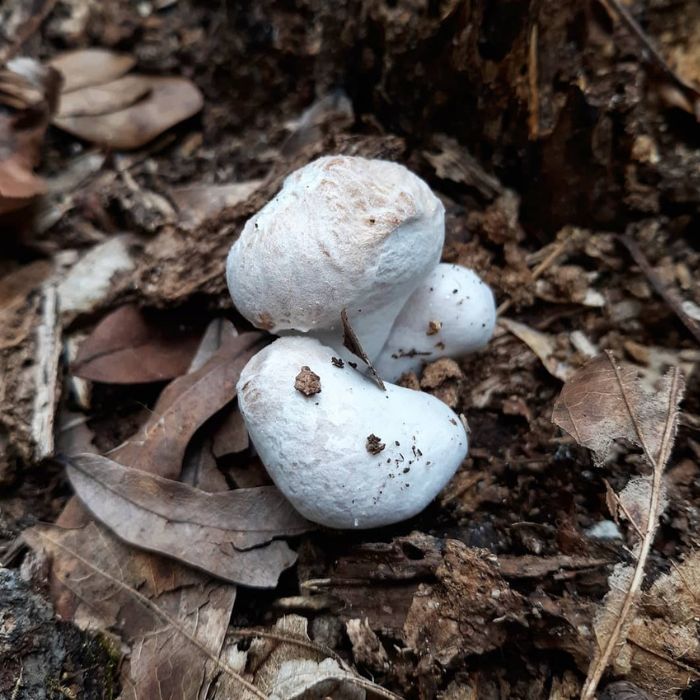 Entoloma Abortivum