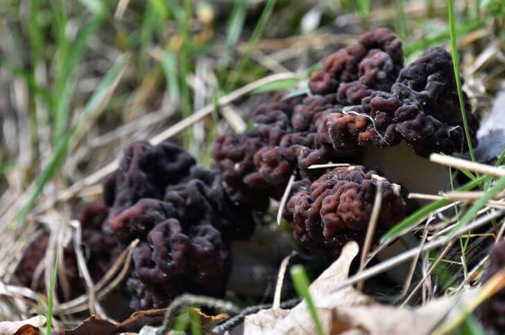 False Morels 