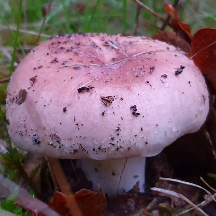 False Russula