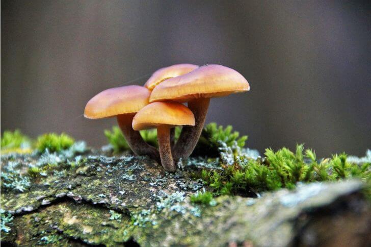 Flammulina velutipes