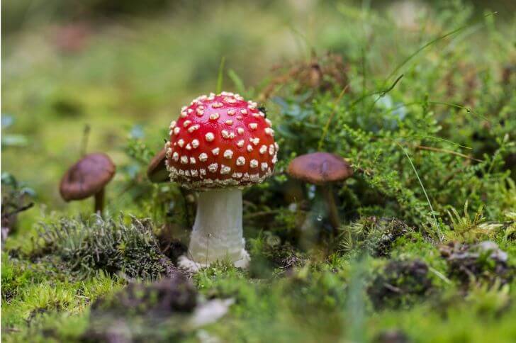 Fly Agaric