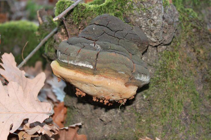 Fomes Fomentarius