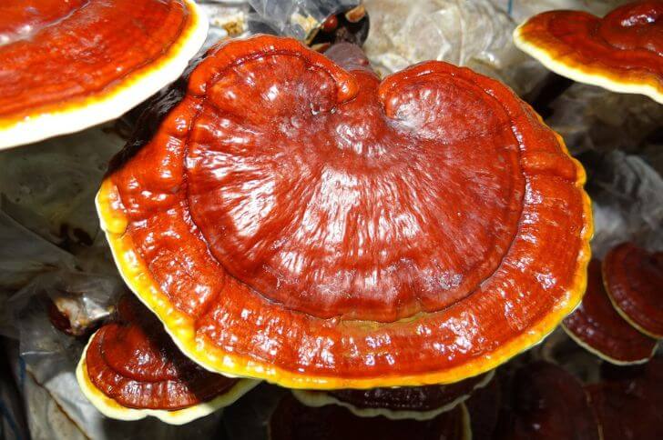 Ganoderma Tsugae 