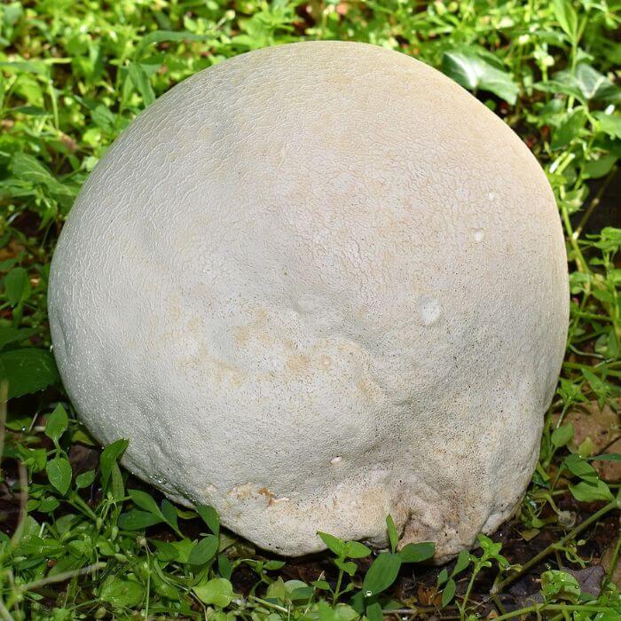 Giant Puffball