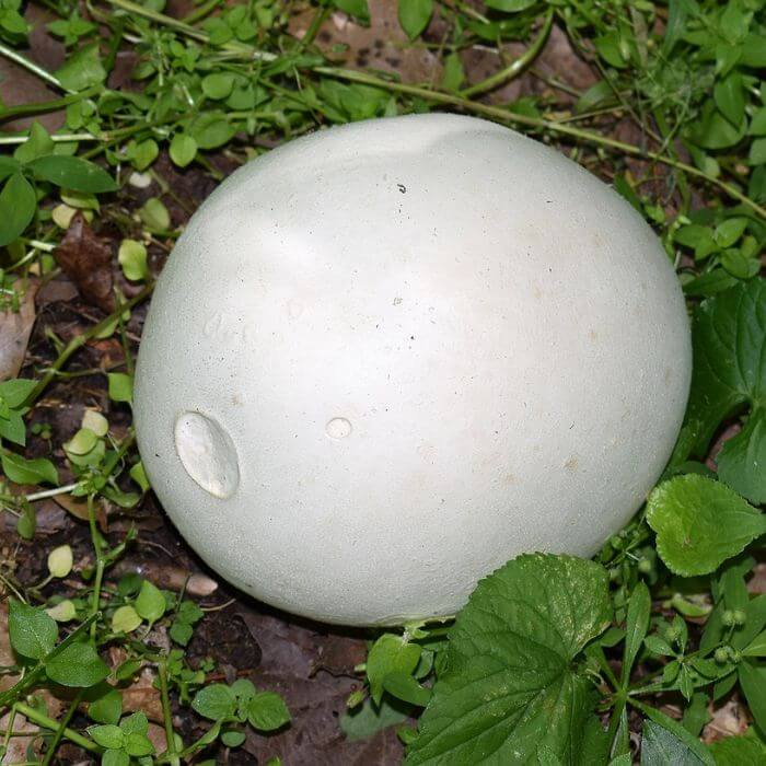 Giant Puffball