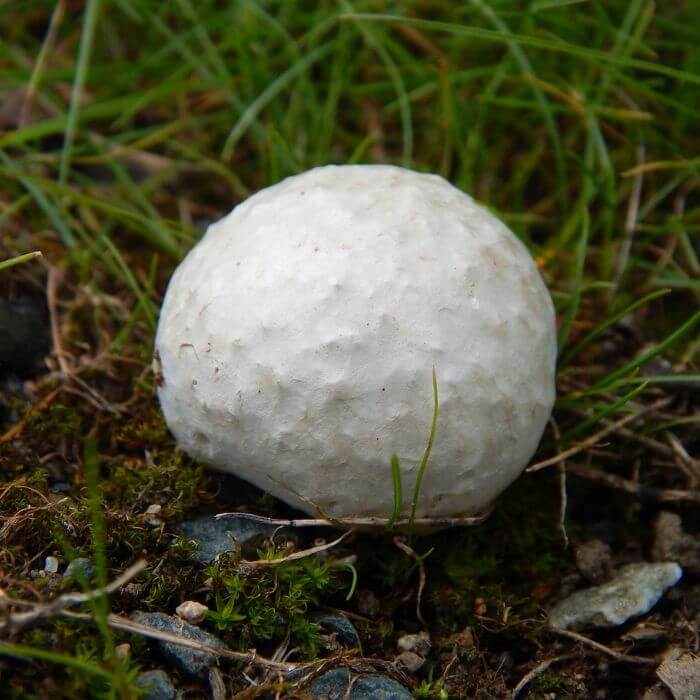 Giant Western Puffball