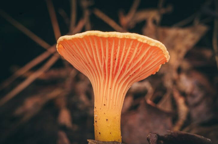 Golden Chanterelle