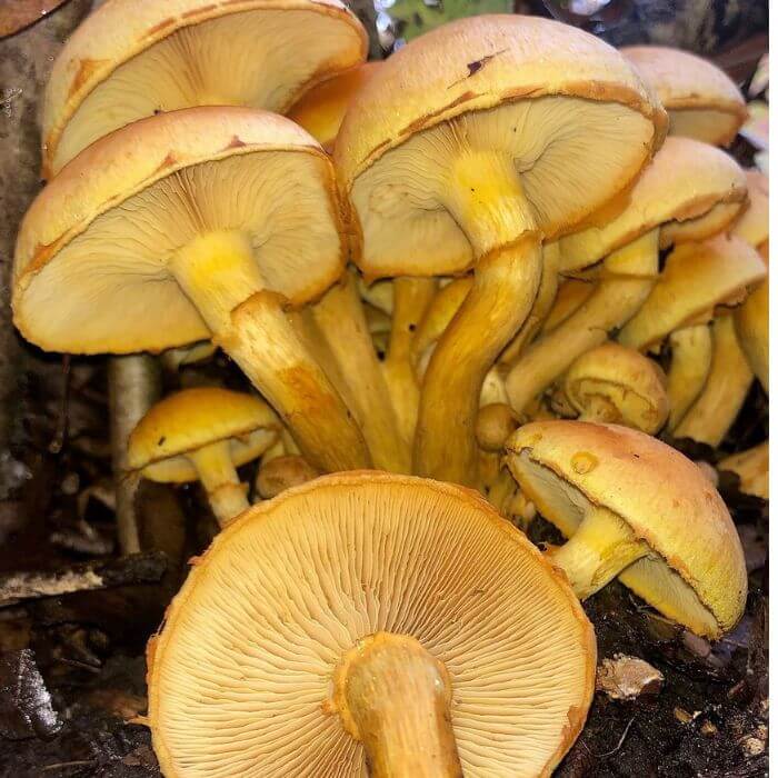 Gymnopilus luteus 