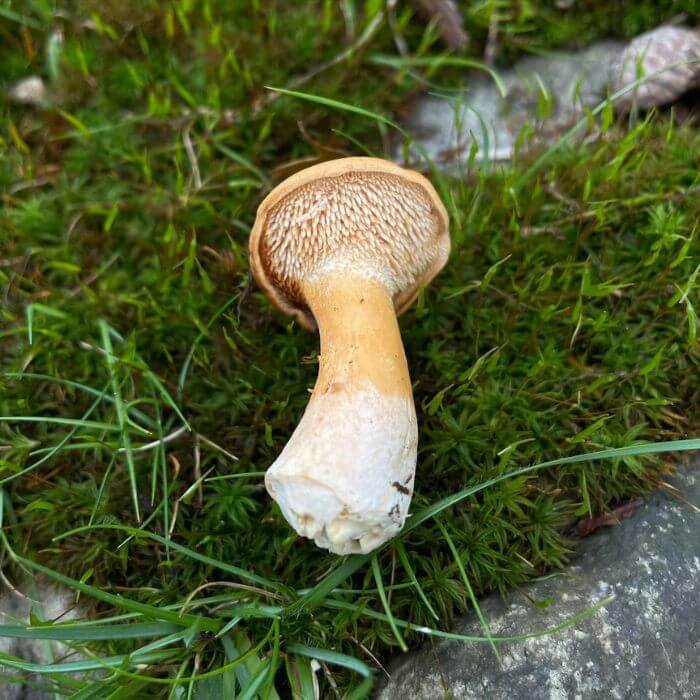  Hedgehog Mushroom