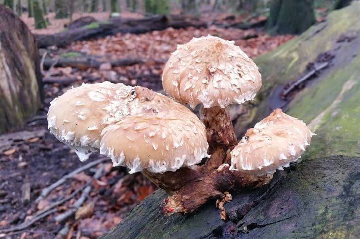 Hemipholiota Populnea