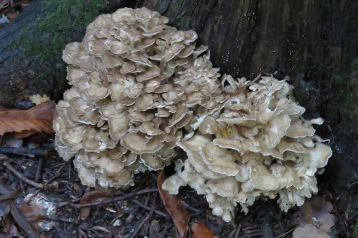 Hen of the woods