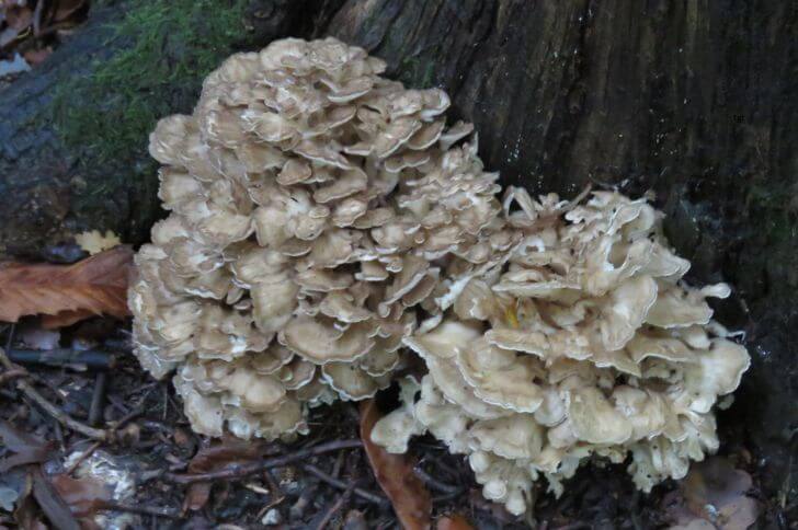 Hen of the woods