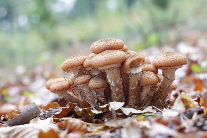 Honey Mushrooms