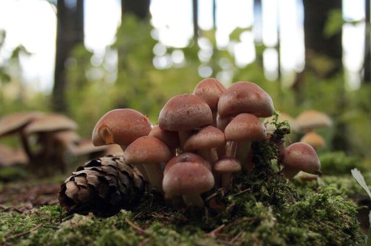 Hypholoma lateritium