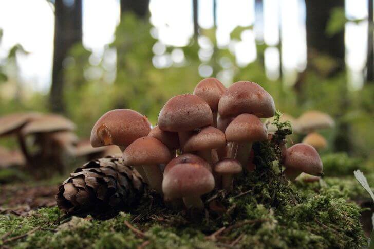 Hypholoma lateritium