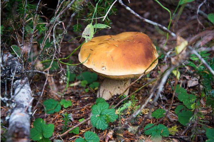 King Bolete 