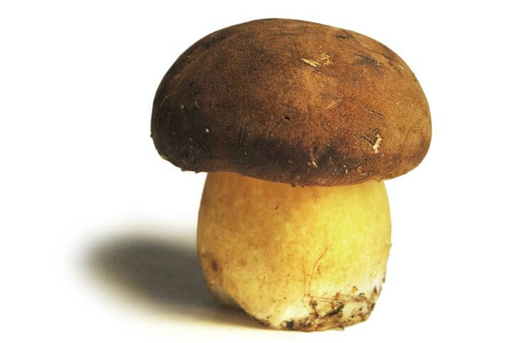 King Bolete