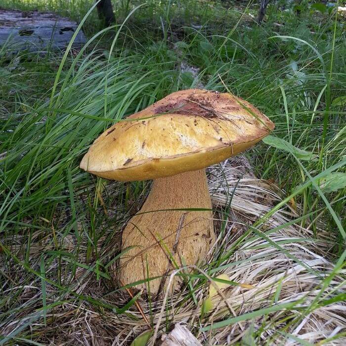 King Bolete