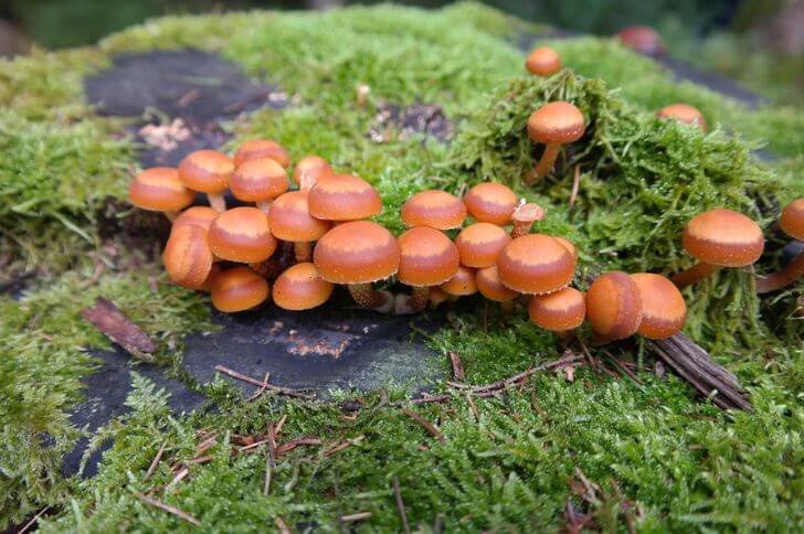 Kuehneromyces mutabilis 