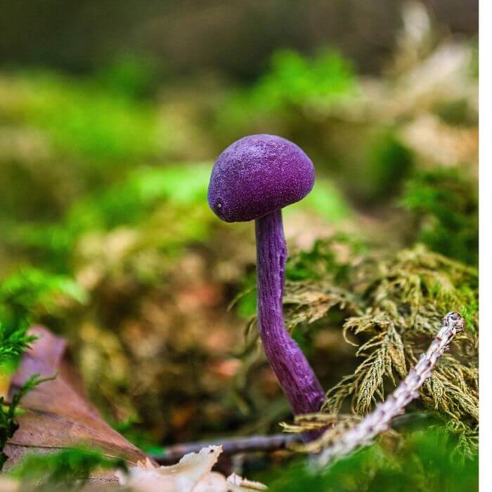 Laccaria Amethystina