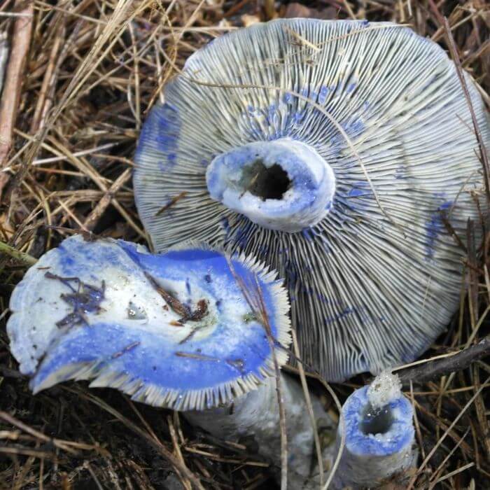 Lactarius Indigo 