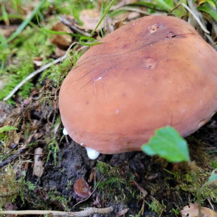 Lactarius Volemus