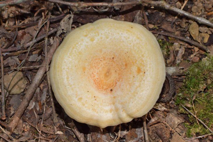 Lactarius deliciosus