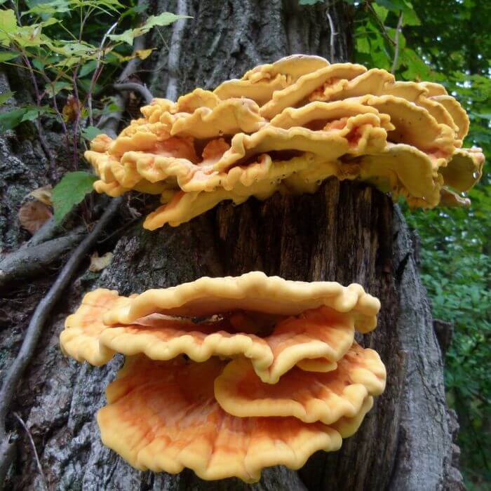 Laetiporus Gilbertsonii