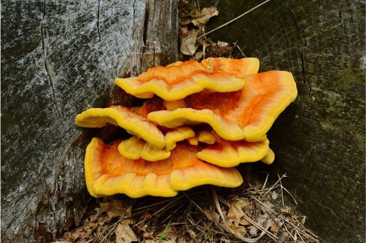 sulphur shelf mushrooms