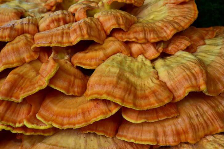 Laetiporus