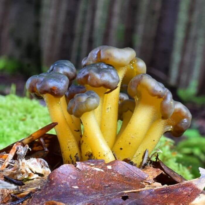 Leotia Lubrica