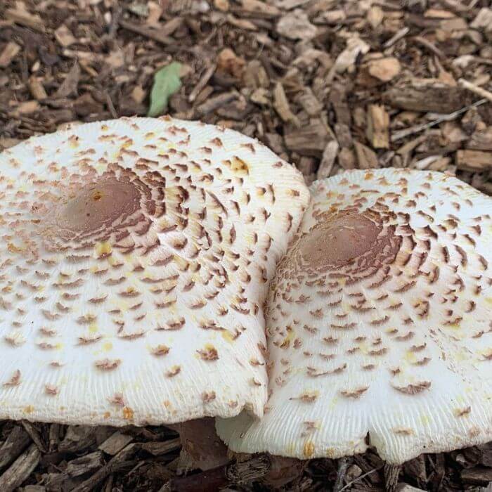 Leucoagaricus Americanus