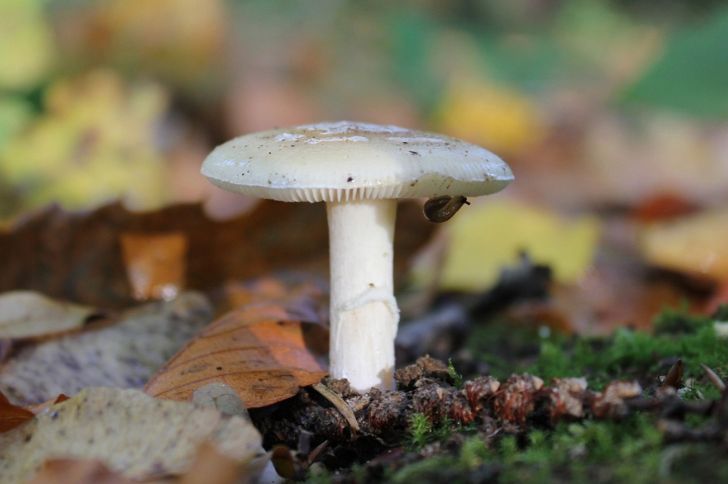 Leucoagaricus leucothites